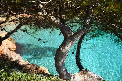 View of dead tree on sea shore