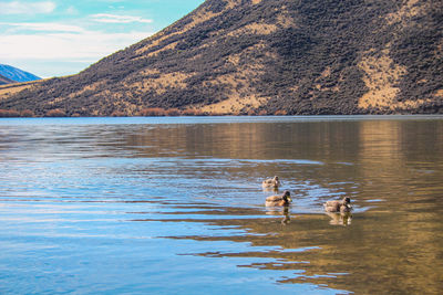 View of dog in lake