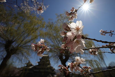 Low angle view of cherry blossoms against sky