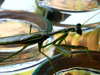 Close-up of insect on glass