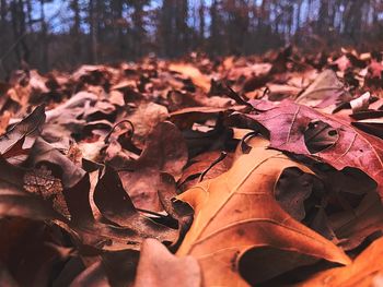 Close-up of maple leaves fallen in forest