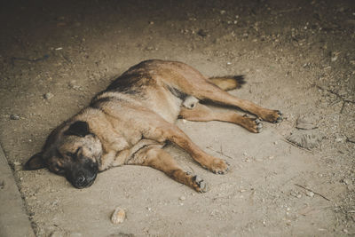 High angle view of dog sleeping on ground