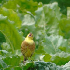 Close-up of bird perching on leaf