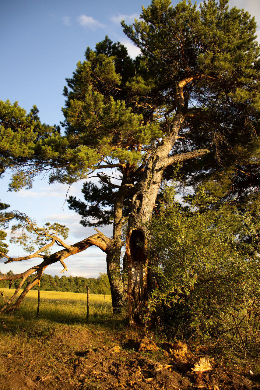 TREES ON FIELD AGAINST SKY IN FOREST