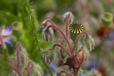 plant