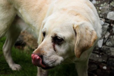 Close-up of dog