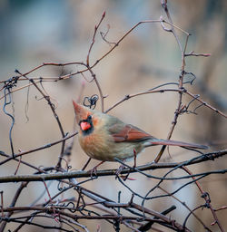 Bird perching on bare tree