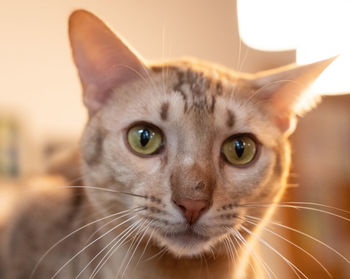 Close-up portrait of a cat