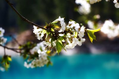 Close-up of cherry blossoms in spring