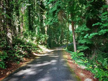 Dirt road amidst trees in forest