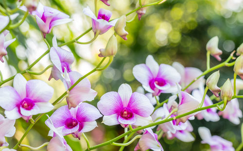 Close-up of pink flowering plants
