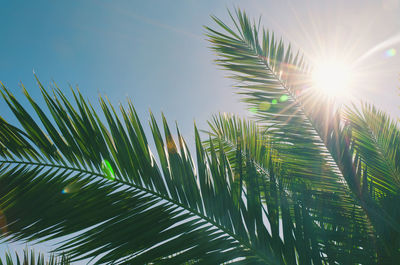 Nature green palm leaf on tropical beach with bokeh sun light. summer vacation and travel concept.