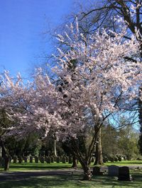 Flower trees against sky