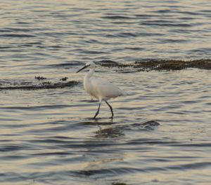 Bird in lake