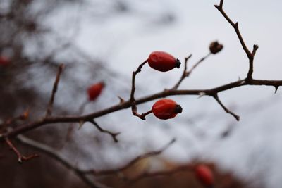 Close-up of red berries on tree