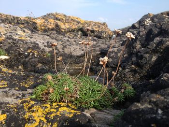 Cactus growing on mountain against sky