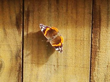 Close-up of insect on wood