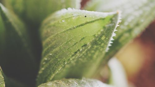 Close-up of fresh green leaf