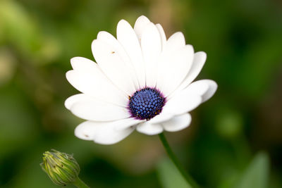 Close-up of white flower