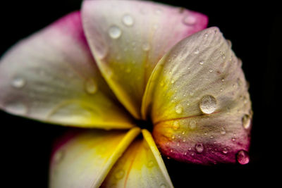 Macro shot of water drops on flower
