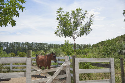 Horse standing on field against sky