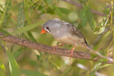 Close-up of bird perching on tree