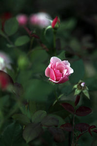 There is a beautiful pink rose in the green grass