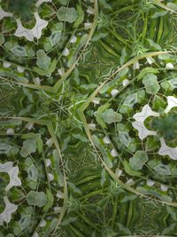 Full frame shot of plants