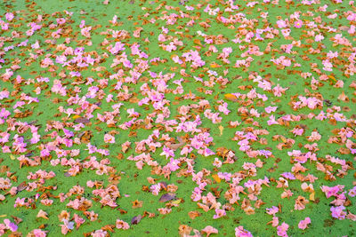 High angle view of pink flowering plants on field