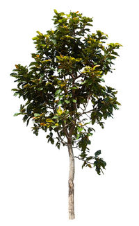 Low angle view of tree against sky