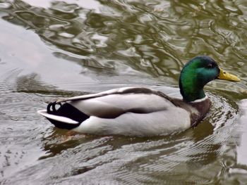 Duck swimming on lake