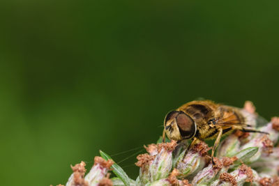 Close-up of bee on flower