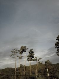 Low angle view of trees against cloudy sky