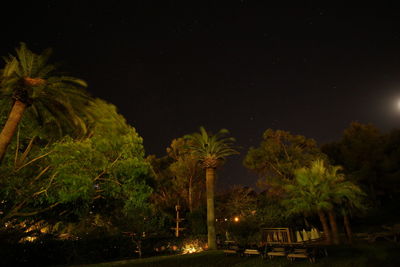 Illuminated trees against sky at night