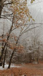 Trees on snow covered landscape