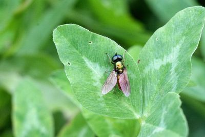 Close-up of housefly on leaf