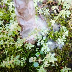 Close-up of plants growing on tree trunk