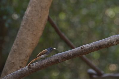 Close-up of bird perching on branch