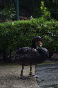 Black swan on a tree