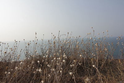 Plants growing on field against clear sky