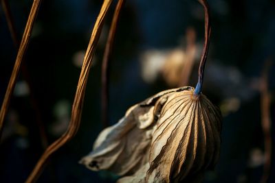 Close-up of hanging outdoors