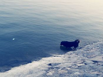 Dog looking at camera