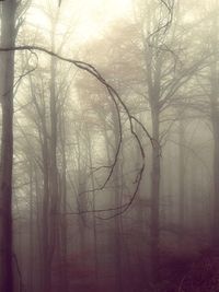 Bare trees in forest during winter