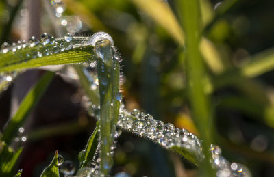 Close-up of wet plant during rainy season