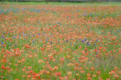 Scenic view of flowering plants on field