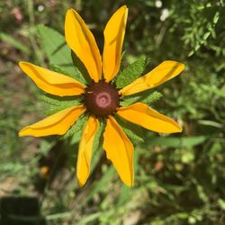 Close-up of yellow flower blooming outdoors