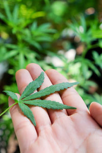 Close-up of hand holding leaves