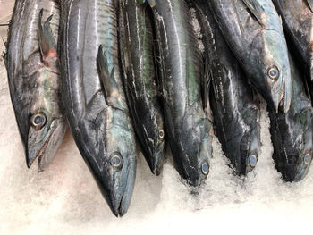 High angle view of fish for sale in market
