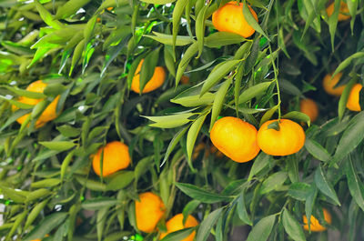 Close-up of orange fruit on tree