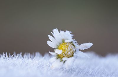 Close-up of frozen plant